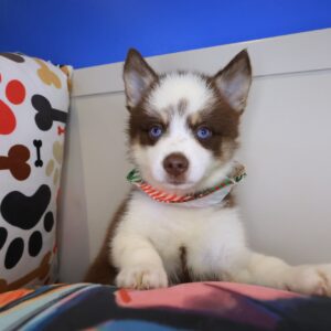 Cujo Pomsky 01 Cujo Pomsky 01