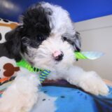Cyrus Poodle 01