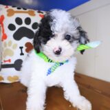 Cyrus Poodle 02