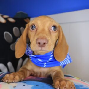 Dorothy Dachshund 01 Dorothy Dachshund 01