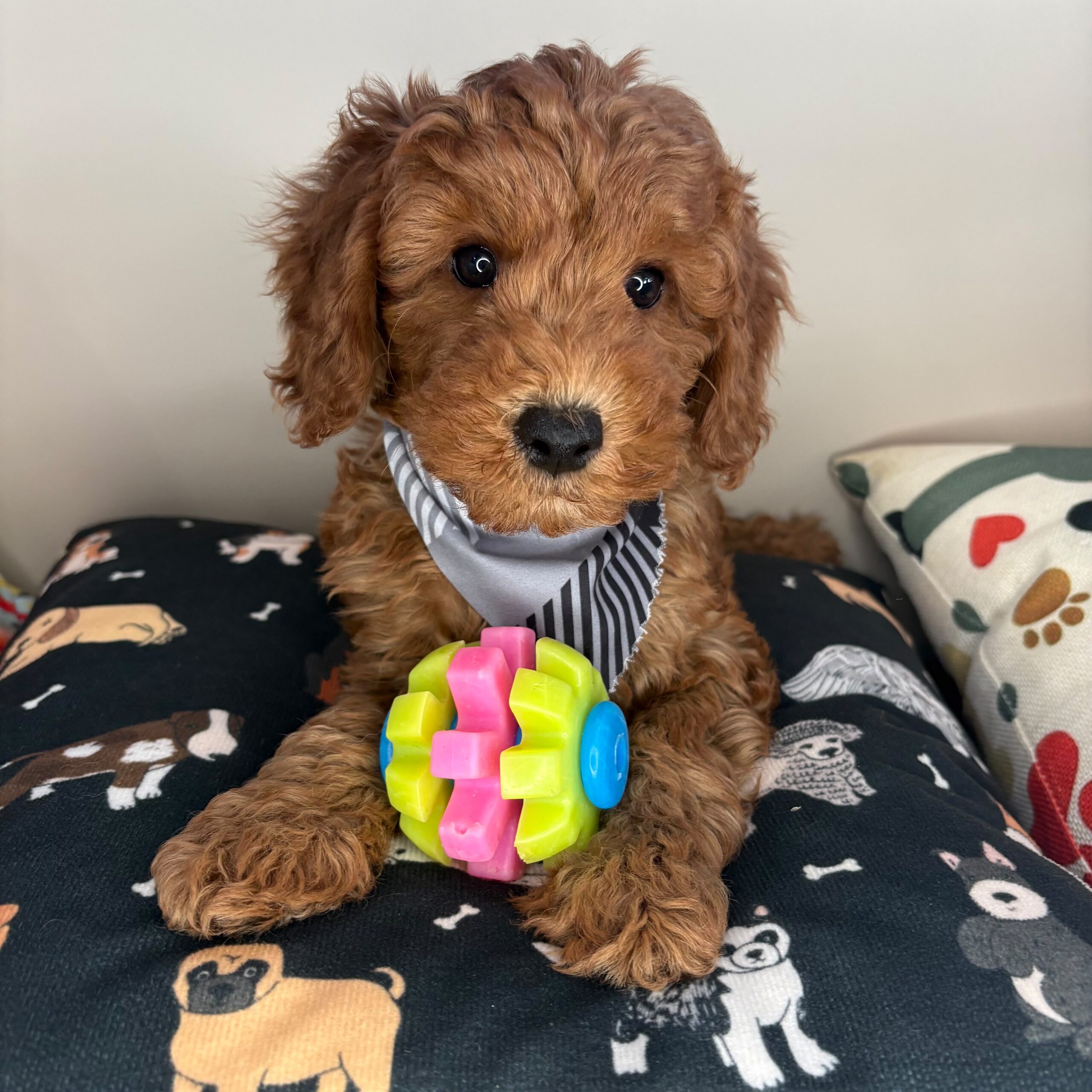 Dougal Goldendoodle 01 Dougal Goldendoodle 01