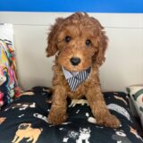 Dougal Goldendoodle 02