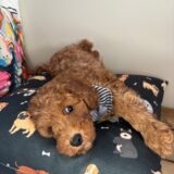 Dougal Goldendoodle 03