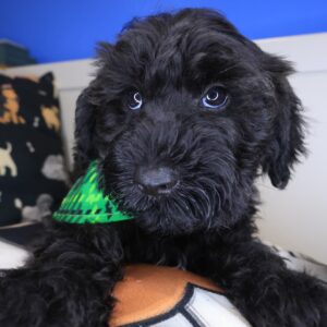 Draco Schnoodle 01 Draco Schnoodle 01