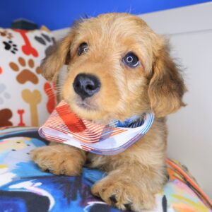 Dumarao Yorkiepoo 01 Dumarao Yorkiepoo 01