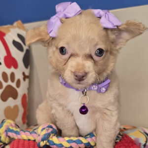 Ebony Chihuahua 01 Ebony Chihuahua 01