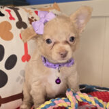 Ebony Chihuahua 02