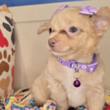 Ebony Chihuahua 03