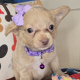 Ebony Chihuahua 04