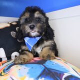 Eros Cavapoo 01