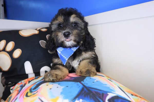 Eros Cavapoo 01