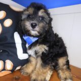 Eros Cavapoo 02