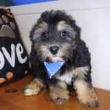 Eros Cavapoo 03