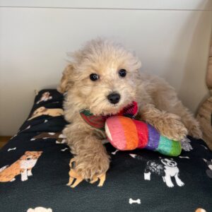 Ewan Maltipoo 01