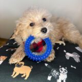 Ewan Maltipoo 02