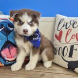 Fennel Siberian Husky 02
