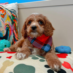 Fitz Cavapoo 01 Fitz Cavapoo 01