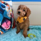 Fred Cavapoo 01