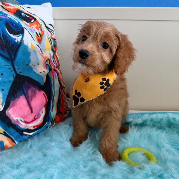Fred Cavapoo 01