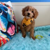 Fred Cavapoo 02