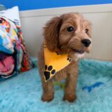 Fred Cavapoo 03