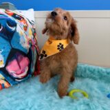 Fred Cavapoo 04