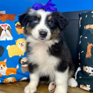 Fynna Australian Shepherd 01