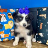 Fynna Australian Shepherd 02