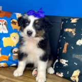 Fynna Australian Shepherd 03