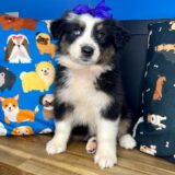 Fynna Australian Shepherd 04