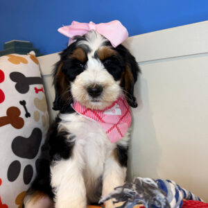 Gabby Bernedoodle 01 Gabby Bernedoodle 01