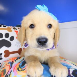 Ginger Golden Retriever 01 Ginger Golden Retriever 01