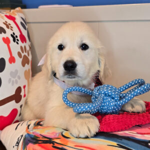 Ginger Golden Retriever 01 Ginger Golden Retriever 01