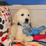 Ginger Golden Retriever 02