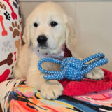 Ginger Golden Retriever 03