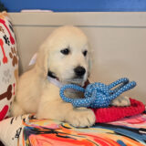 Ginger Golden Retriever 04