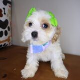 Hana Cockapoo 01