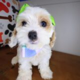 Hana Cockapoo 02