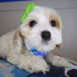 Hana Cockapoo 04