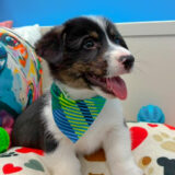 Harley American Corgi 04