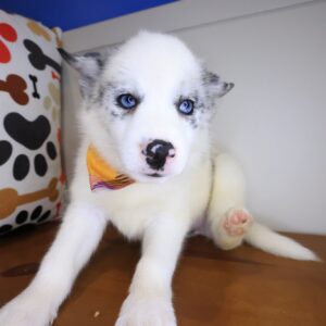 Hermione Pomsky 01 Hermione Pomsky 01