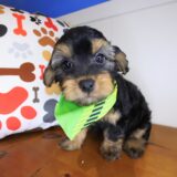 Hobo Yorkiepoo 01