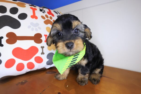 Hobo Yorkiepoo 01