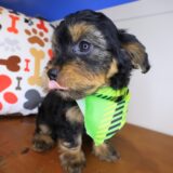 Hobo Yorkiepoo 03