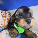Hobo Yorkiepoo 04