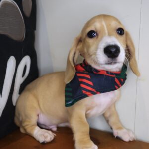 Hopper Dachshund 01 Hopper Dachshund 01