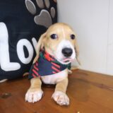 Hopper Dachshund 03