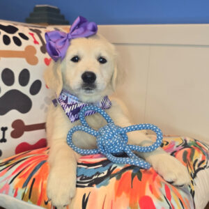 Ila Golden Retriever 01 Ila Golden Retriever 01