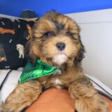 Incy Shihpoo 01