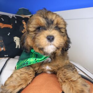 Incy Shihpoo 01 Incy Shihpoo 01